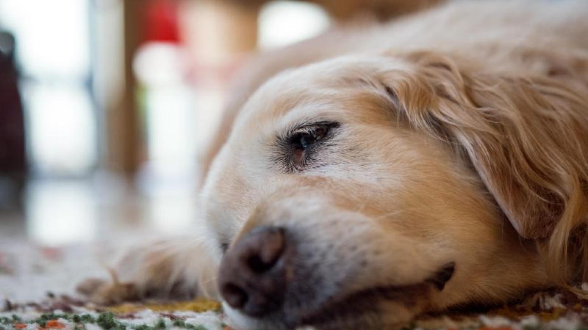 Haustiere Das sind Anzeichen für Herzprobleme beim Hund Augsburger