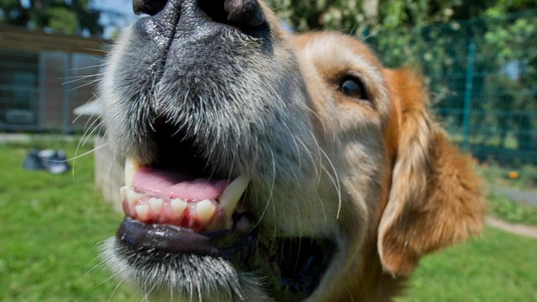 Tipps für Tierhalter Schwellungen im Gesicht Hund kann Zahnschmerzen