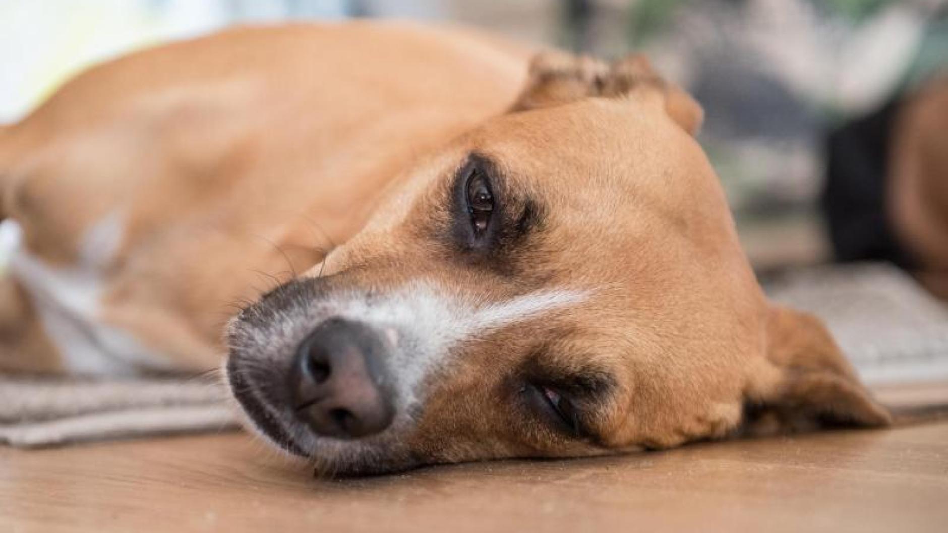 Tiergesundheit Schlappheit beim Hund kann an Hormonstörung liegen