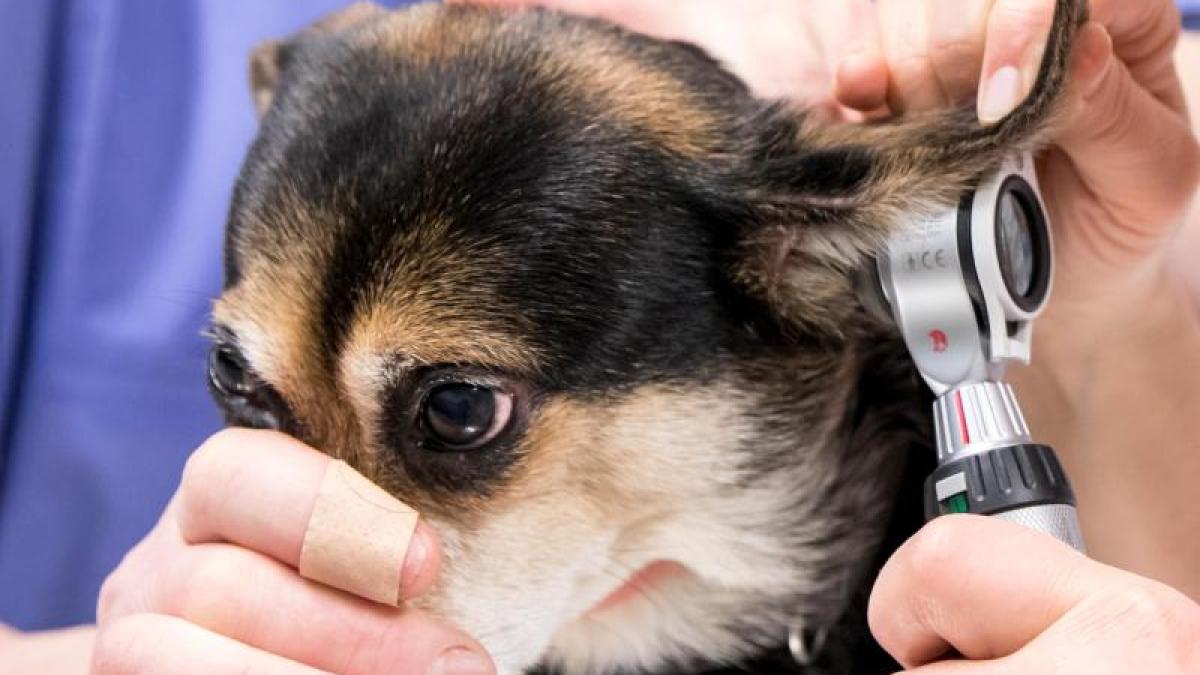 Krankheit Entzündete Ohren beim Hund Ein Fall für den Tierarzt