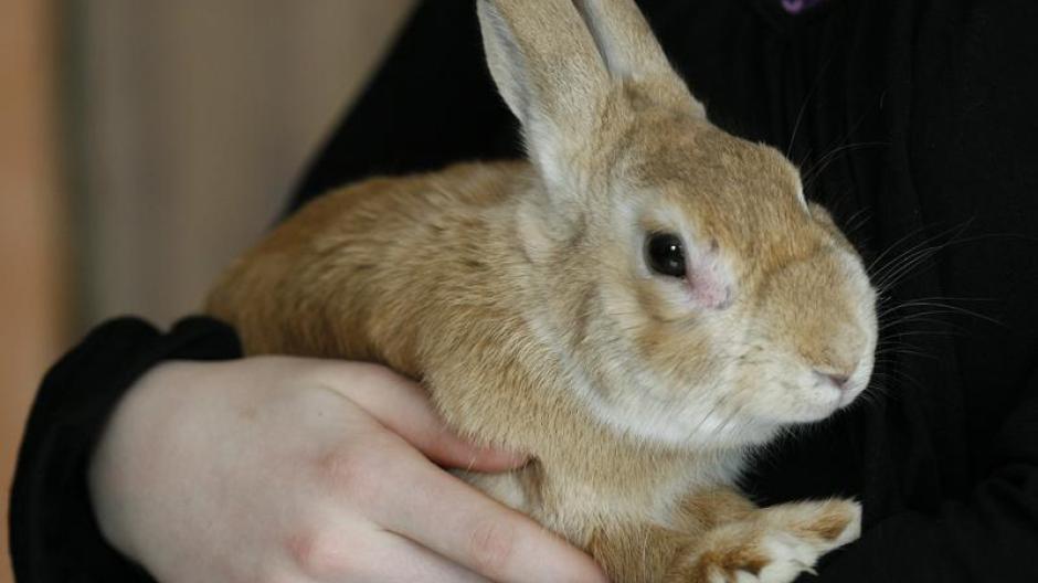 Tiere Kaninchen Schuttelt Oft Den Kopf Ohren Untersuchen Augsburger Allgemeine