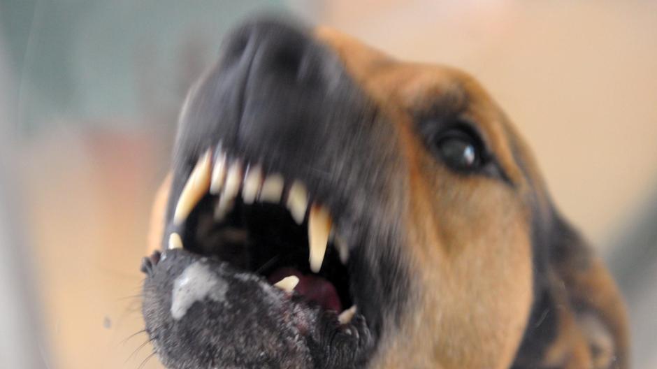 Weißenhorn Hund beißt Hund in Weißenhorn Frau fordert Geld vom