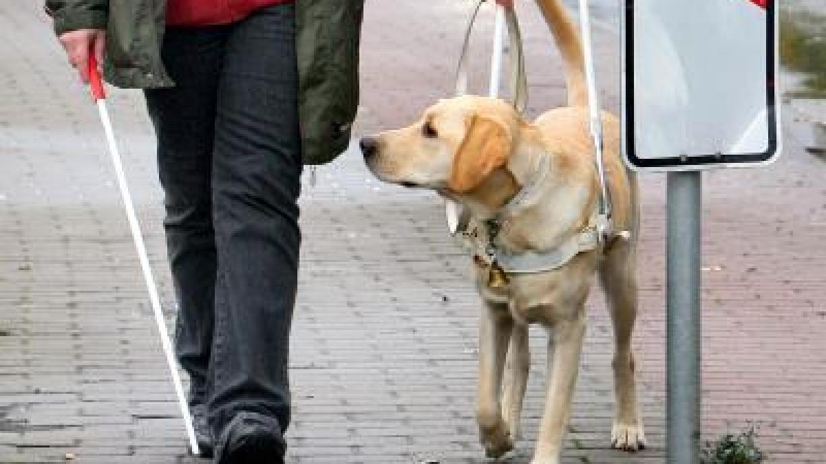 London Blindenhund kümmert sich um blinden Hund Augsburger Allgemeine