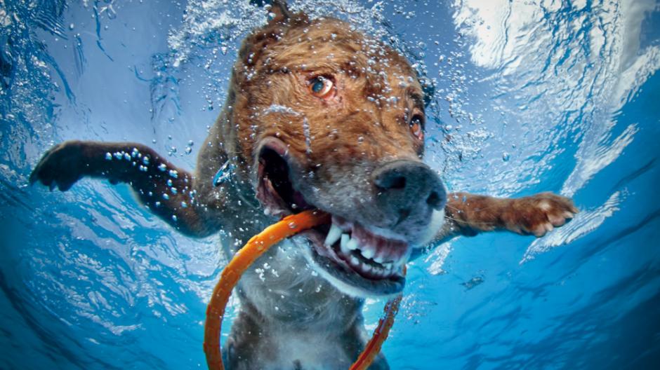 Skurrile Bilder Lustig bis bissig Hunde unter Wasser fotografiert