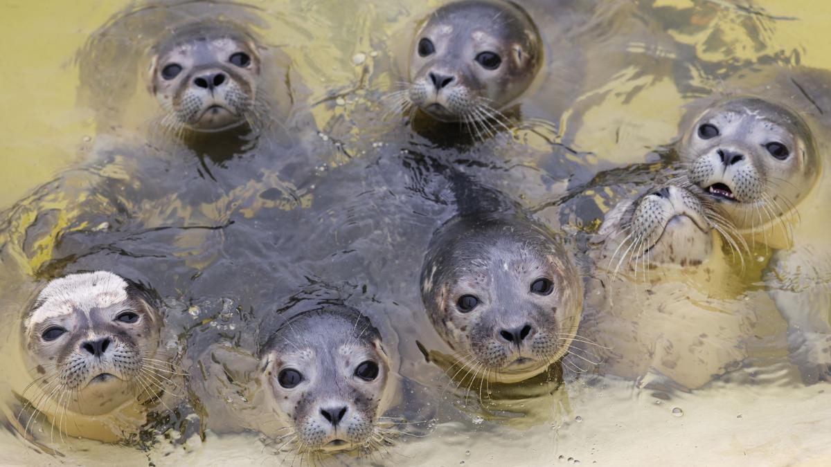 #Tiere: Teils viele Heuler im Wattenmeer