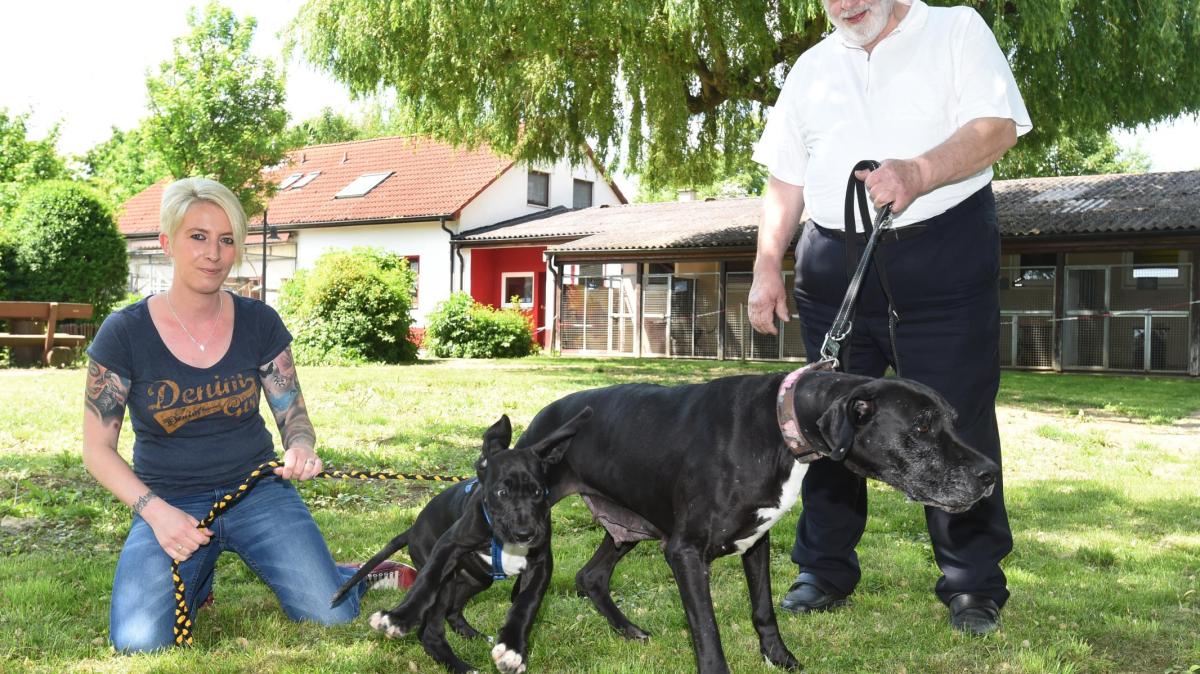 Nördlingen Nördlinger Tierheim bietet 24stündigen Notdienst an