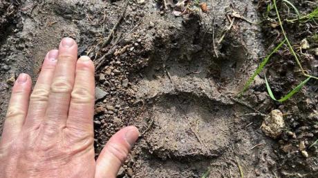 Gut eine Woche nach der Sichtung eines Jungbären im Grenzgebiet zum Allgäu ist in Vorarlberg eine neue Spur eines Bären aufgetaucht.
