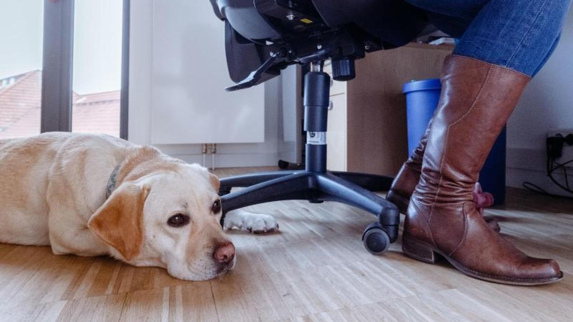 Arbeitswelt Ein Hund im Büro mit diesen Tipps kann das klappen