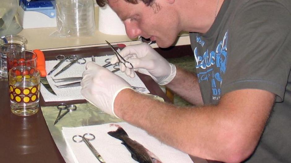 Jens-Eike Täubert untersucht im Lehrstuhl für Zoologie an der TU München eine Forelle. Foto: TUM/dpa
